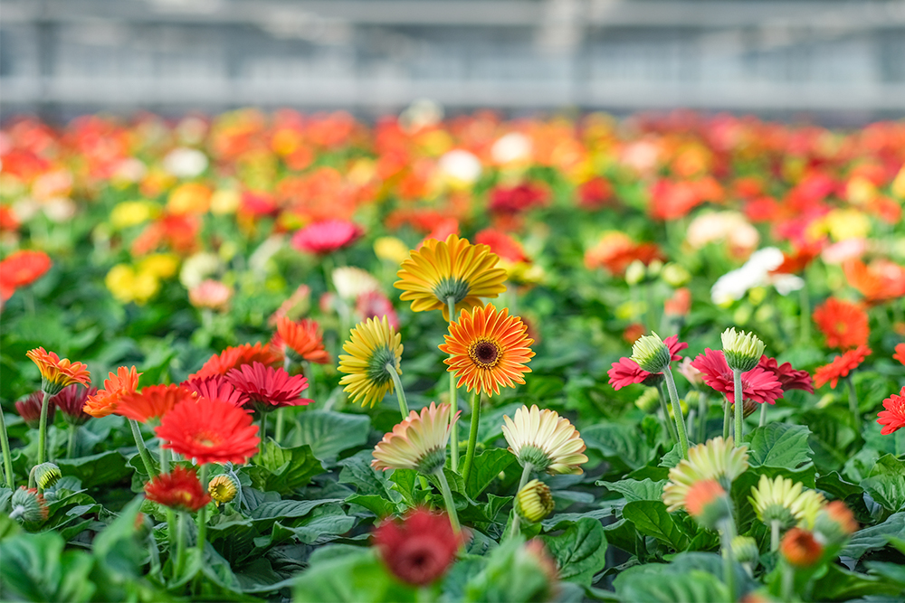 GartenbauJanssen