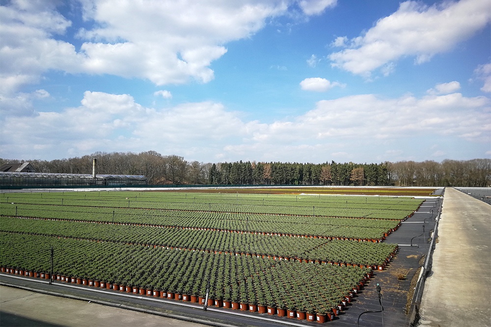GartenbauRipkensGeorg