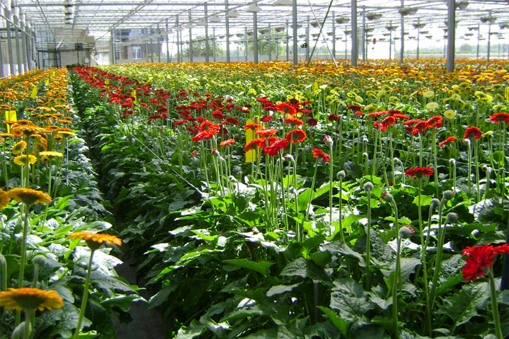 GartenbauSchmitz